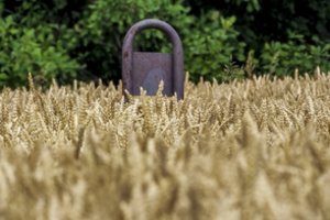 Nukūlė svetimus žieminius rugius: prireikė Panevėžio r. policijos pagalbos