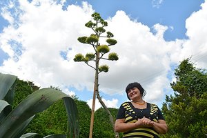 Prieš 30 metų Šakių parduotuvėje pirkta agava nustebino visą kaimą