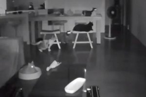 Žemės drebėjimą užfiksavo kačių stebėjimo kamera: gyvūnus apėmė panika