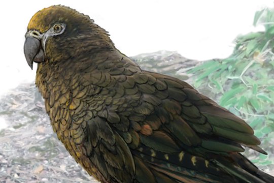 Naujojoje Zelandijoje rastos didžiausios kada nors gyvenusios papūgos