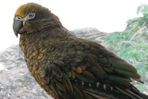 Naujojoje Zelandijoje rastos didžiausios kada nors gyvenusios papūgos