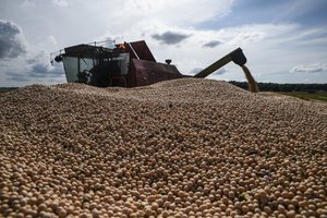 Javapjūtė: nukulta du trečdaliai ploto, derlius nedžiugina