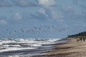 Baltija vėl pareikalavo aukų: Nidos nudistų pliaže nuskendo airis, Palangoje – moteris
