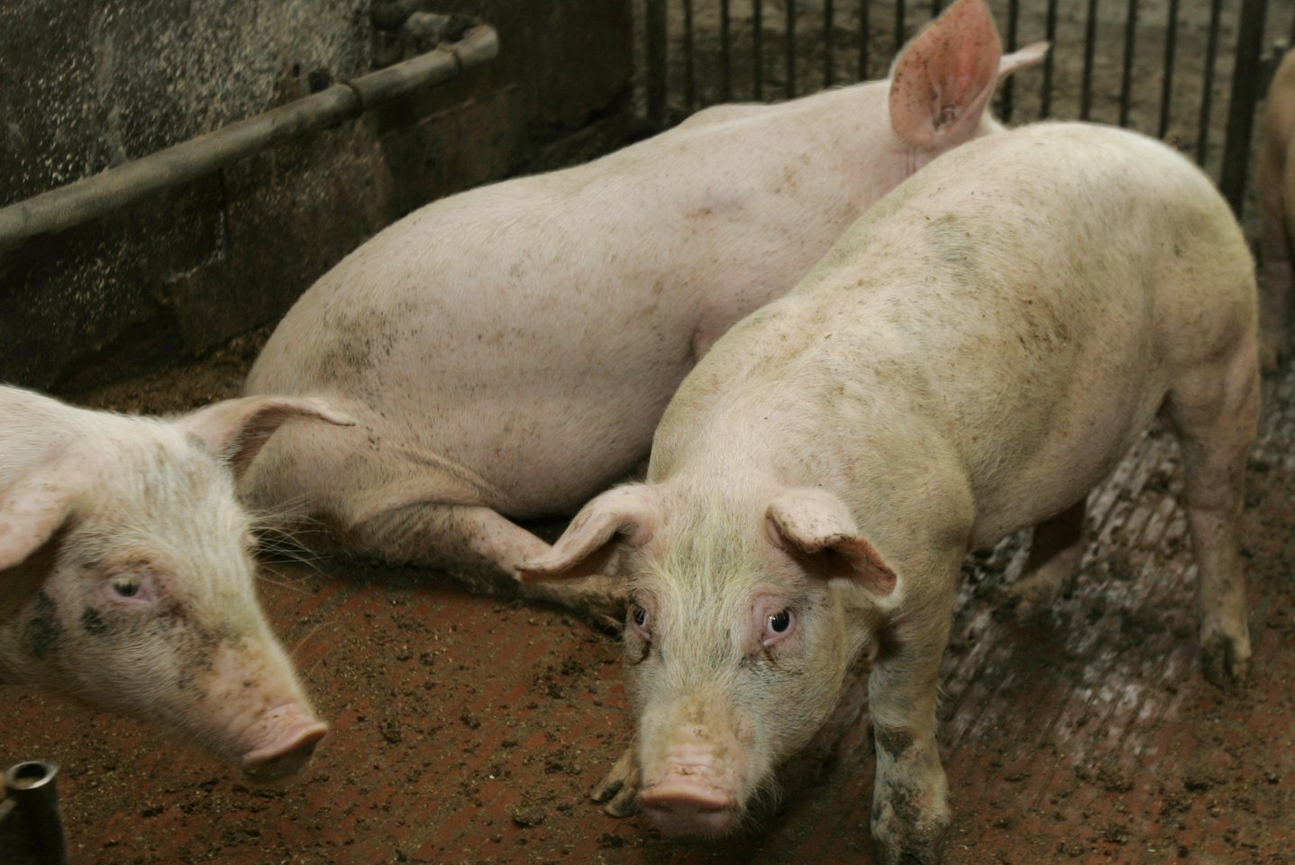 Valstybinė maisto ir veterinarijos tarnyba (VMVT) informuoja, kad šią savaitę Kazlų Rūdos savivaldybės Antanavo ir Kazlų Rūdos seniūnijose nustatyti du nauji afrikinio kiaulių maro (AKM) protrūkiai nekomerciniuose ūkiuose.<br>V.Ščiavinsko nuotr.