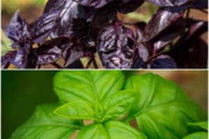 Žalias ar violetinis bazilikai – kada kurį geriausiai rinktis