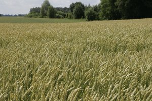 Rusija stipriai sumažino kviečių eksportą