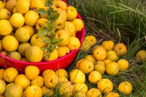 Lietuviškoji citrina – svarainiai: pradėti auginti spėsite dar šį sezoną