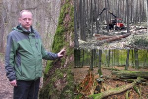 Mokslų daktaras Žydrūnas Preikša paaiškino, kas kelia didžiausią grėsmę Punios šilui