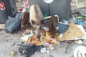 Europos miestai nebeapsikenčia šernų ir skelbia kovą: problemų turi ir Lietuva