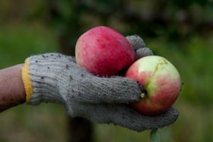 Juodieji šalnos darbai: populiariausių obuolių garsusis medelynas šiemet išvis neturės