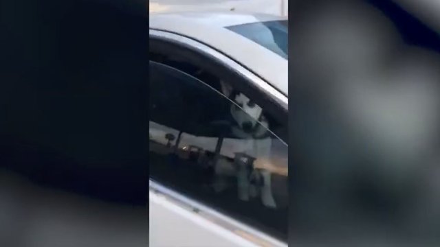 Vieni automobilyje palikti šunys pasilinksmino – šeimininkei teko bėgti atgal