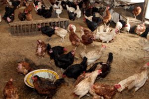 Kompensuos vakcinos prieš salmoneliozę pirkimo išlaidas