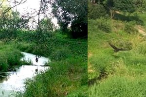 Kėdainiuose pastebėtas itin retas paukštis