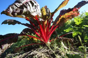 Vaisių ir daržovių gamintojų organizacijos galės gauti paramą