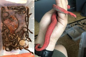 Niekšų aukomis Jonavos raj. tapę trys žalčiai pateikė malonią staigmeną