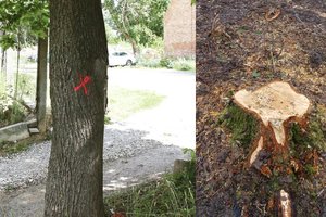 Paaiškino, ką reiškia specialiais ženklais pažymėti medžiai: kirs ar paliks žaliuoti?