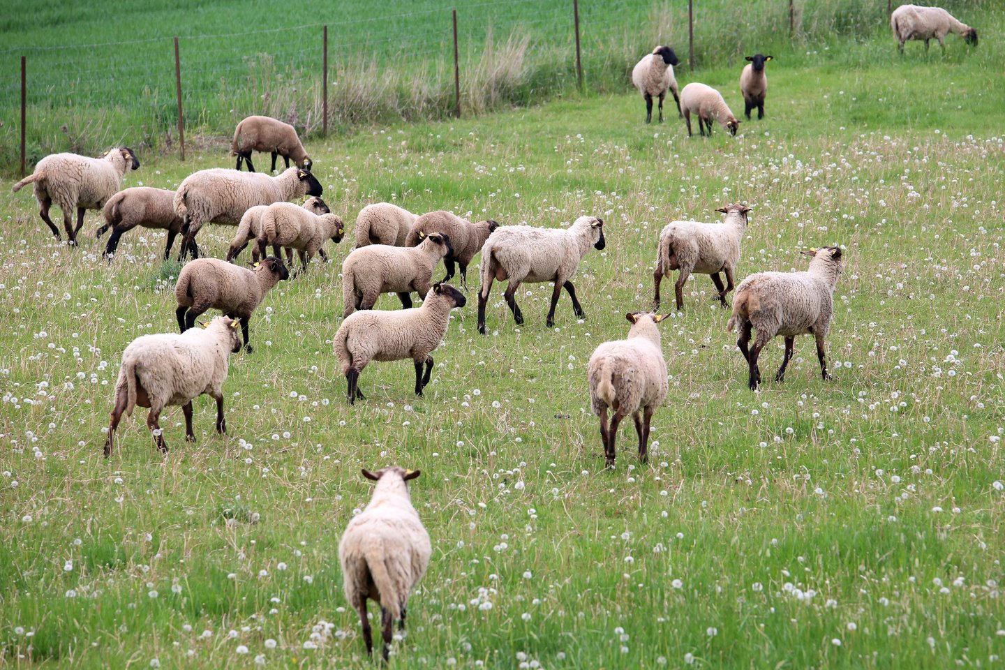Antrąjį ketvirtį Lietuvos įmonėse per metus 21 proc. padidėjo avių skerdimai.<br>M.Patašiaus nuotr.