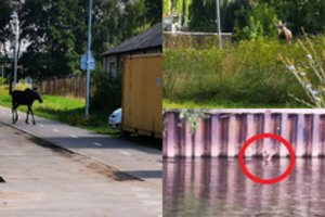 Tarnybas ant kojų Klaipėdoje sukėlė miesto centre klaidžiojęs miško galiūnas