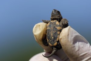 Lrytas.lt multimedija. Po smėlėta Pietų Lietuvos žeme – trapi gyvybė