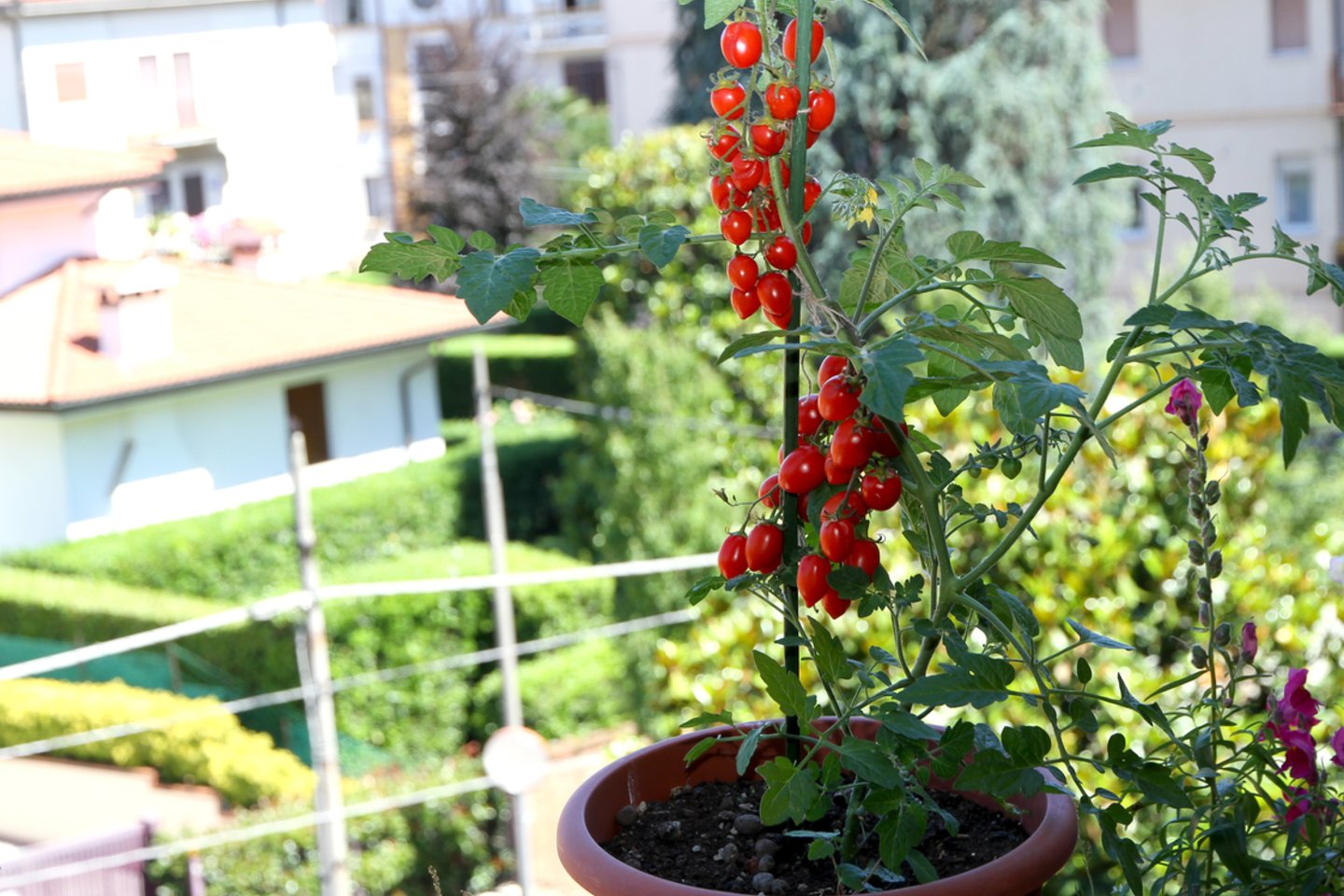 Auginimui balkone idealiai tinka žemaūgiai augalai ir ypač vynuoginiai pomidoriukai.<br> 123rf.com asociatyvioji nuotr.