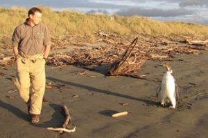 Mokslininkų aptiktas radinys Naujojoje Zelandijoje perrašė pingvinų istoriją
