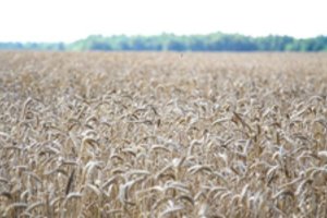 Nuo sausros nukentėję ūkininkai turi gelbėtis patys: sako, kad draustis neapsimoka