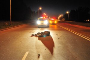 Ką daryti, jei važiuodami automobiliu kelyje nutrenkėte žvėrį?