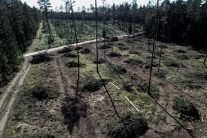 Klimato kaita verčia pasitempti: kaip neprarasti miškų