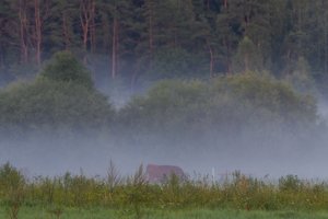 Puiki sinoptikų žinia: savaitgalį skubėkite džiaugtis vasara gamtoje 