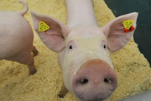 Afrikinis kiaulių maras grasina Šilutei