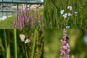 Pasigrožėkite: Nemuno pakrantės pievelė miestui atsidėkoja tyro grožio žiedais