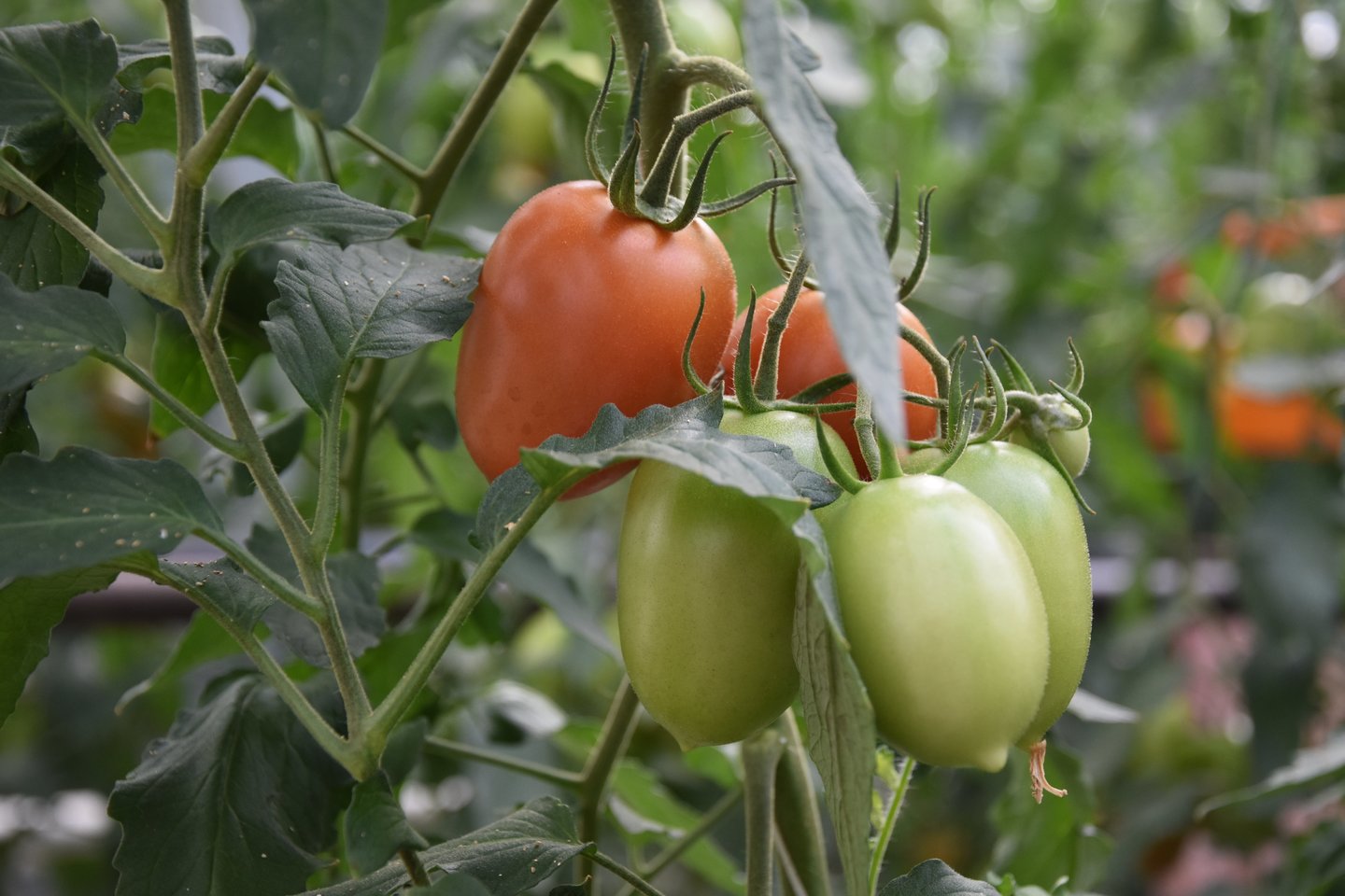  Augimo sąlygos pomidorams turi būti nepriekaištingos. <br> A.Srėbalienės nuotr. 