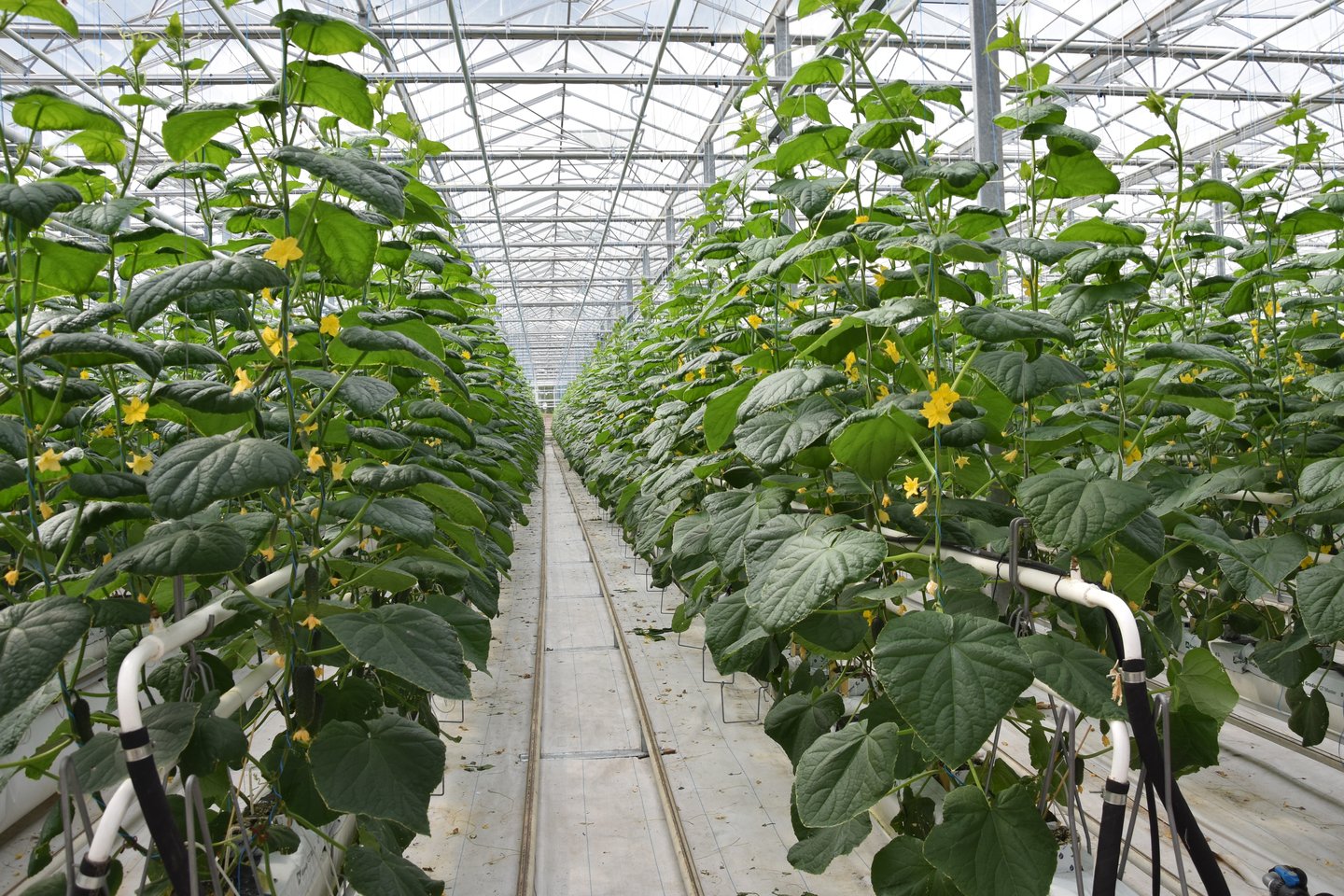 Šiltnamiai, kuriuose auginami agurkai, pomidorai bei braškės, užima 10 hektarų.<br> A.Srėbalienės nuotr. 