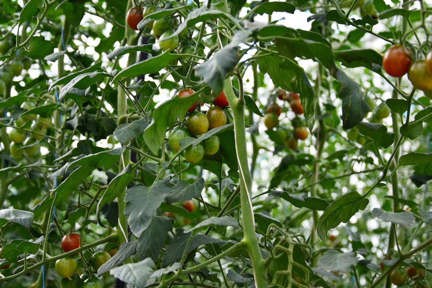 Šiltnamiai, kuriuose auginami agurkai, pomidorai bei braškės, užima 10 hektarų.