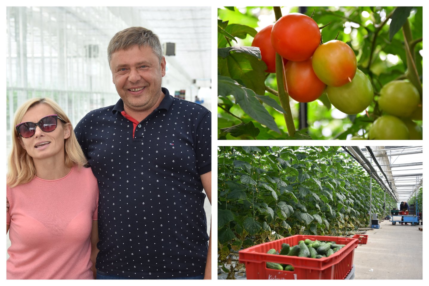 R. ir A.Juškai daržininkystės verslo ėmėsi nuo nedidelio šiltnamio Anykščių rajone, Vikonių kaime. Dabar jų šiltnamiai, kuriuose auginami agurkai, pomidorai bei braškės, užima 10 hektarų.