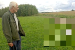 Kėdainių rajone siaučia vilkai: užpulta 40 galvijų banda, sudraskytas veršiukas 