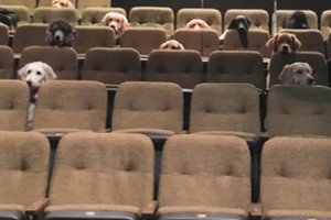 Nuotraukose užfiksuoti šunys nustebino internautus, o jų reakcija pribloškė