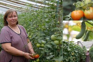 Daržovių augintoja džiaugiasi: tropiniai orai ypač tiko pomidorams