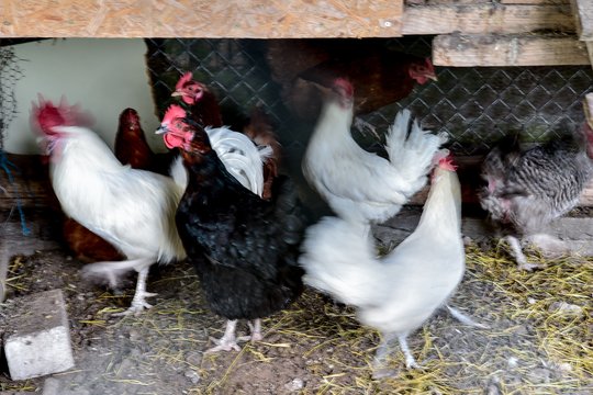 Pernai nuo sausros nukentėjęs gyvulininkystės sektorius netrukus sulauks kompensacijų