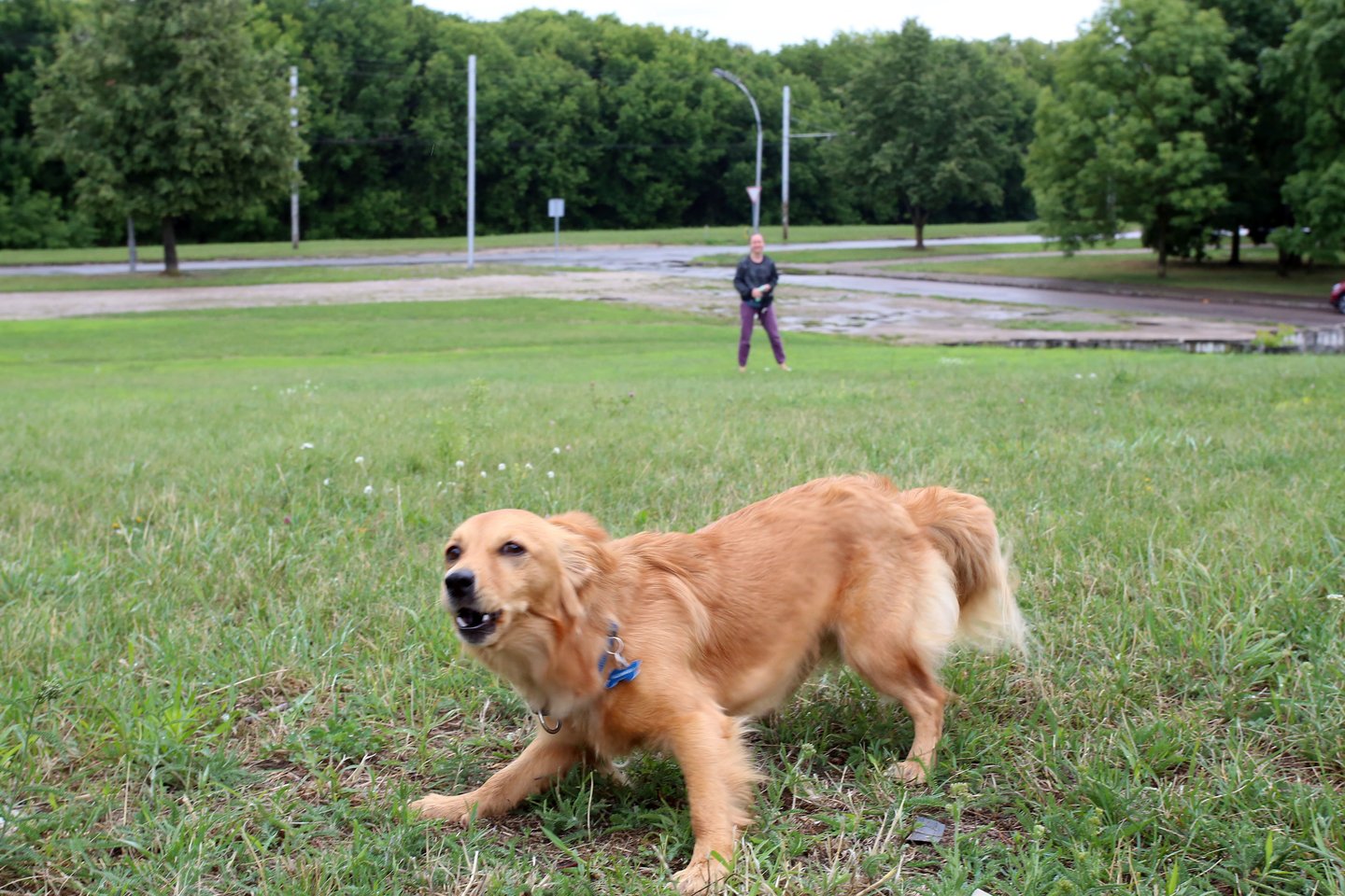 Penkiose iš šešių (išskyrus Vilniaus miesto) savivaldybėse nurodoma, kad, jeigu šuo laikomas pririštas, jis turi būti rišamas taip, kad neišeitų iš žemės valdos, kurioje yra laikomas, ribos.<br>M.Patašiaus nuotr.