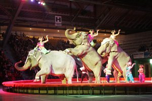 Vyriausybėje – siūlymas uždrausti naudoti laukinius gyvūnus cirko veikloje