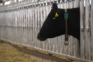 Milžinė pieno eksportuotoja su lietuviais dėlioja projektą, kokio pas mus dar nebuvo