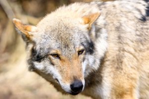 Panevėžio raj. ūkininkai neatsigina vilkų: atakos – viena po kitos