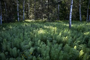 Miškui įveisti skirta 13,5 mln. eurų