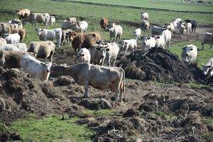 Galvijai užnuodijo žemę metano dujomis? Verčiau jau pasidomėti, ką pridirba žmogus