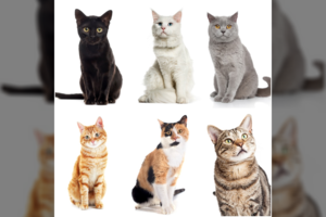 Išsirinkite gražiausią katiną ir sužinokite savo charakteristiką