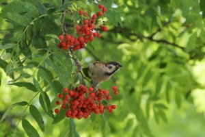 Šermukšnių uogos baigia sirpti: prisirinkite ir žiemą nepasigailėsite