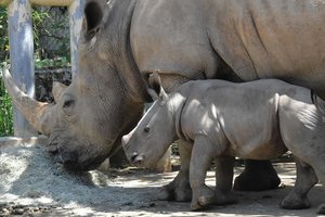 Prižiūrėtojai pakraupo pamatę, ką zoologijos sodo lankytojai padarė raganosiui