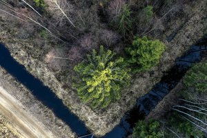Seimas atmetė G. Nausėdos veto dėl miško žemės įsigijimų ribojimo