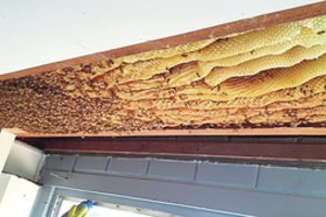 Moters namų palubėse įsikūrusios bitės sunešė net 50 kg medaus